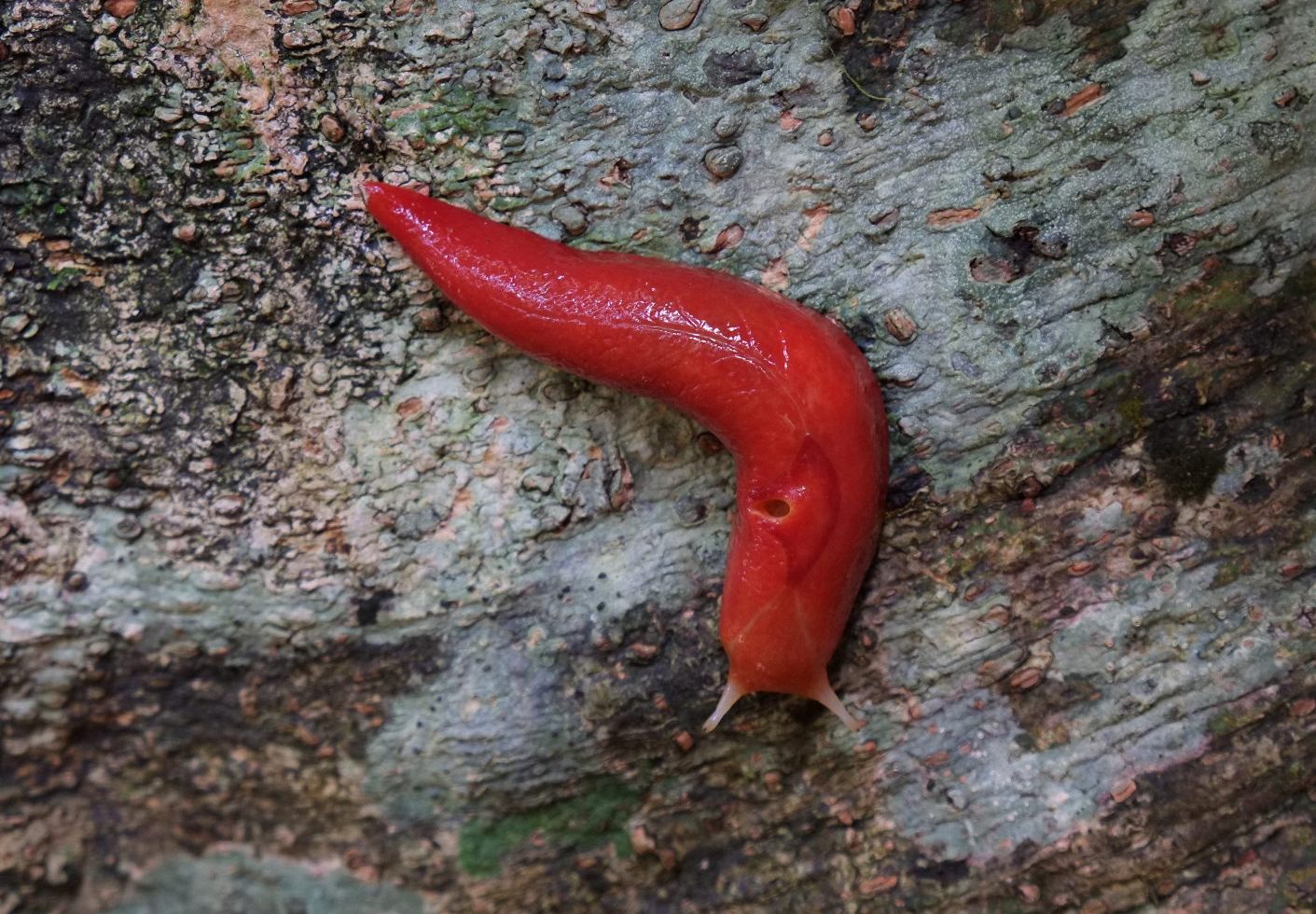 Представитель Семейства Athoracophoridae